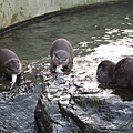 水獺用餐中