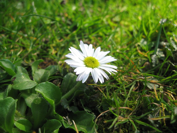 Gaenseblume 小雛菊