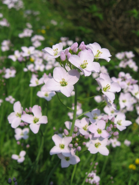 Wiesenschaumkraut 白花酢醬草/布穀鳥剪秋羅