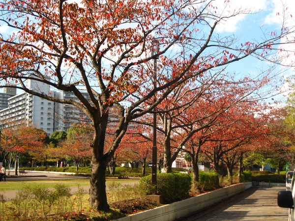 IMG_0145 學校旁的公園.jpg