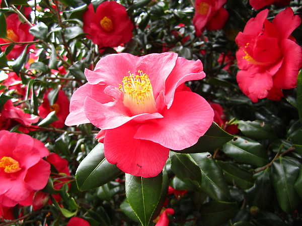 日本關東家族旅行 箱根 東京 鐮倉 Img 0299椿花 Jpg Renardfox的相簿 痞客邦 日本關東家族旅行 箱根 東京 鐮倉 Img 0299椿花 Jpg Renardfox的相簿 痞客邦