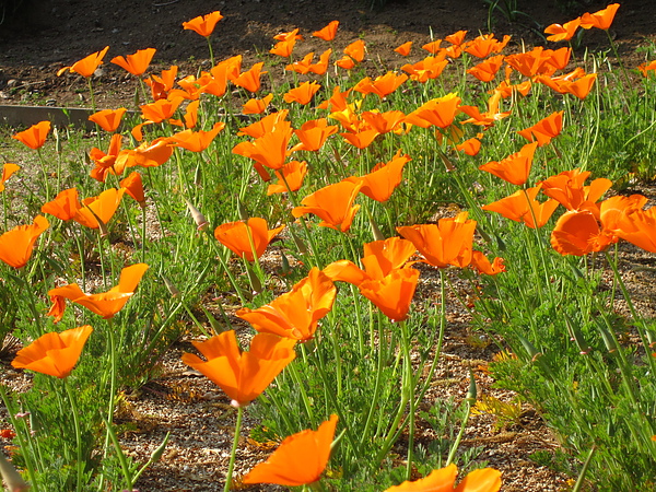 IMG_1067 花菱草。California poppy.JPG