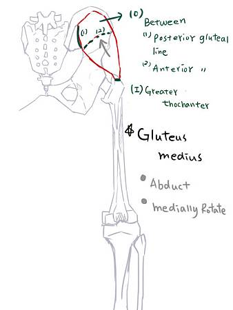 muscle of thigh(P)-2.jpg