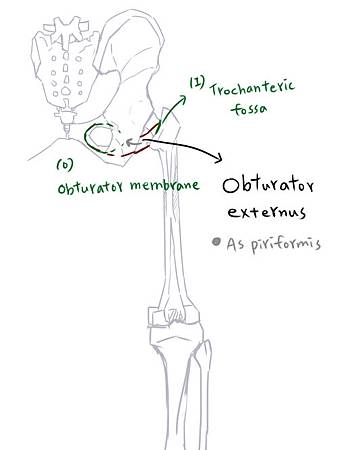 muscle of thigh(P)-5.jpg