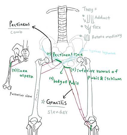 muscle of thigh-6.jpg