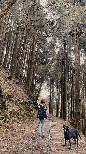 阿里山-特富野古道