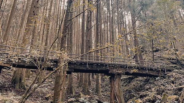 阿里山-特富野古道