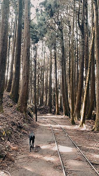 阿里山-特富野古道