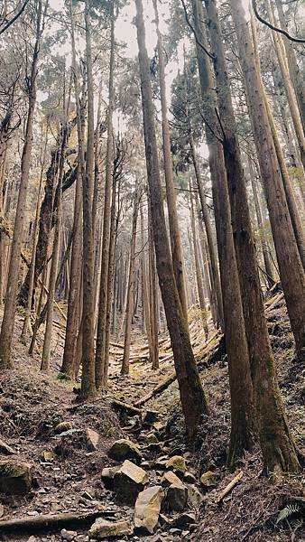 阿里山-特富野古道