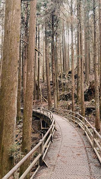 阿里山-特富野古道