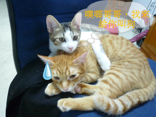 相片小畫家上傳 相片小畫家上傳