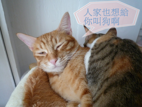 相片小畫家上傳 相片小畫家上傳