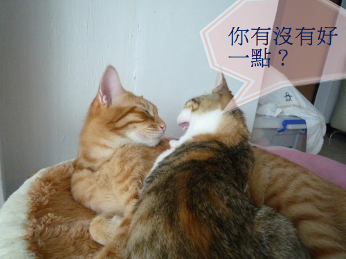 相片小畫家上傳 相片小畫家上傳