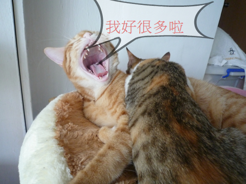 相片小畫家上傳 相片小畫家上傳