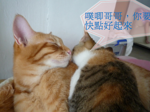 相片小畫家上傳 相片小畫家上傳