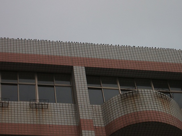 學校大樓的屋頂停滿麻雀