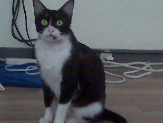 Oreo Oreo