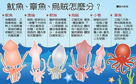 魷魚、章魚、烏賊…怎麼分