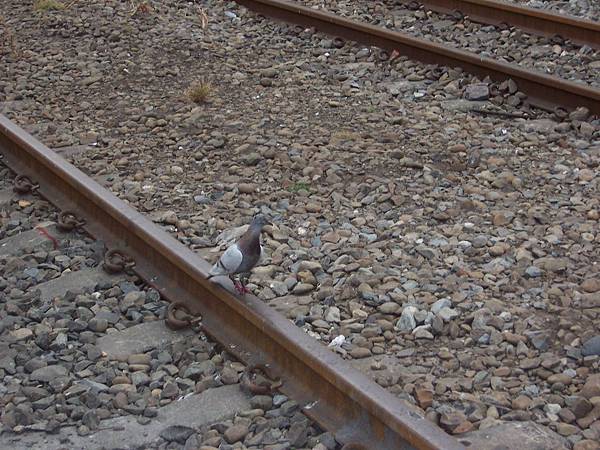 鴿子把鐵軌當樹枝…