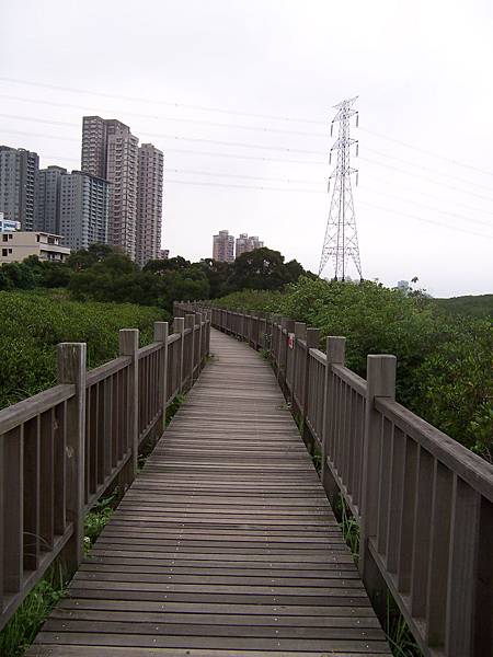 紅樹林步道