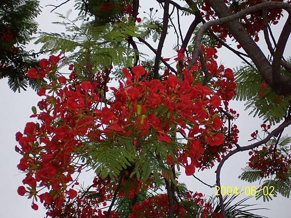 鳳凰花近拍