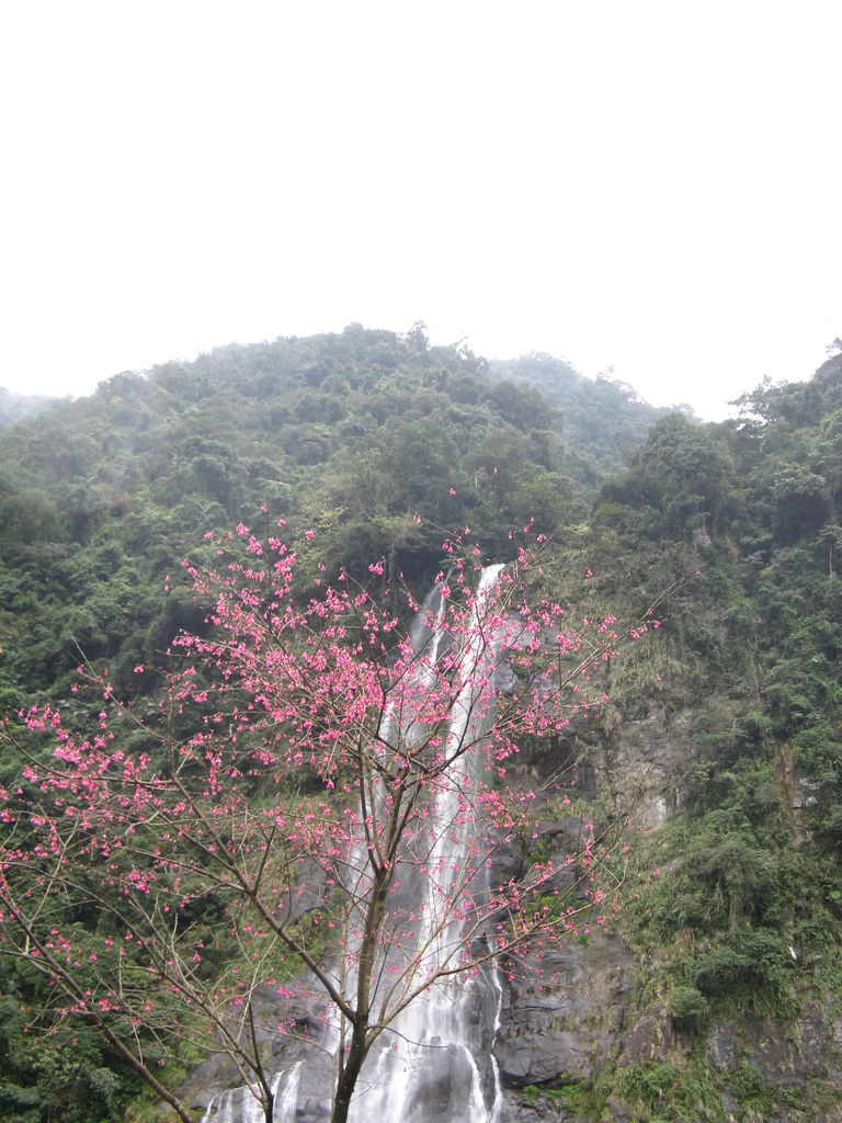 瀑布附近的櫻花