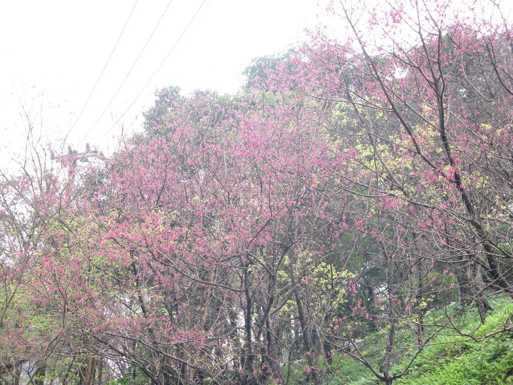 環山路上的櫻花