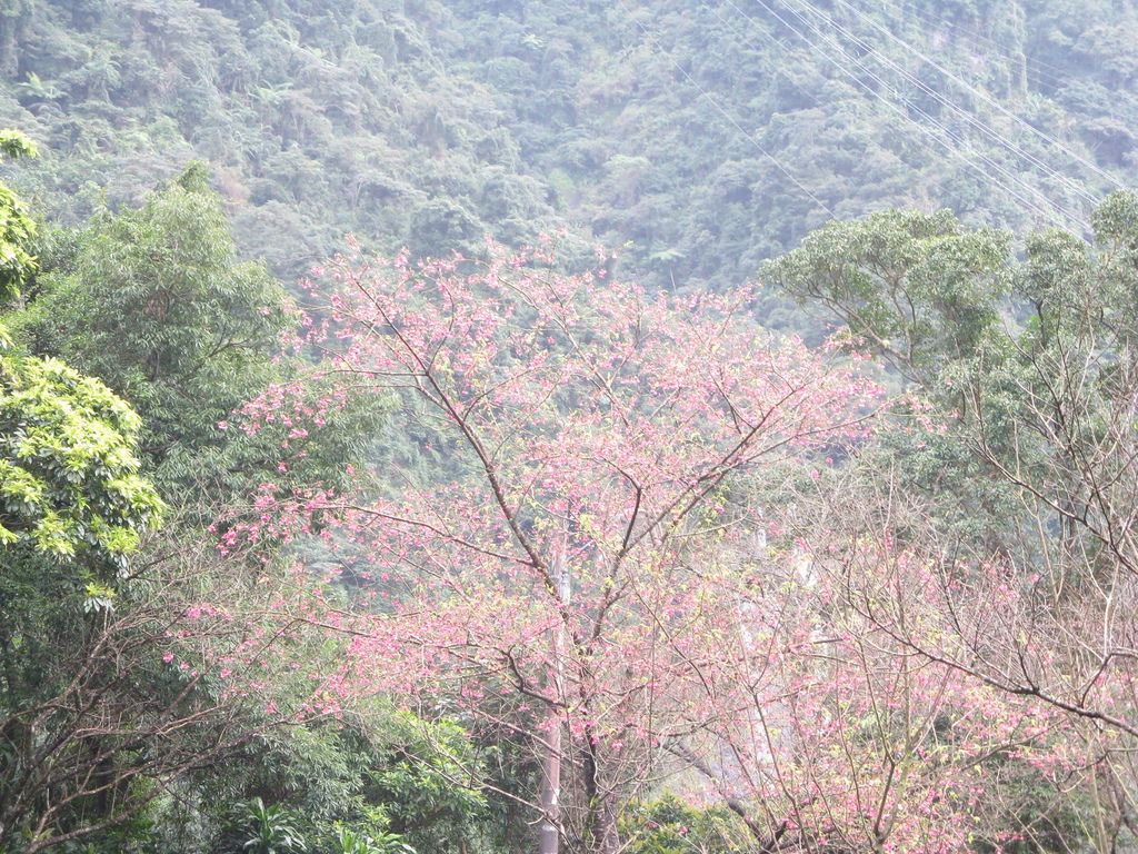 環山路上的櫻花