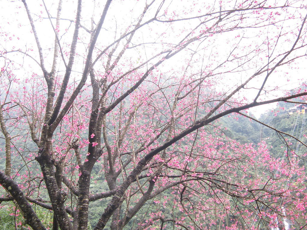 環山路上的櫻花