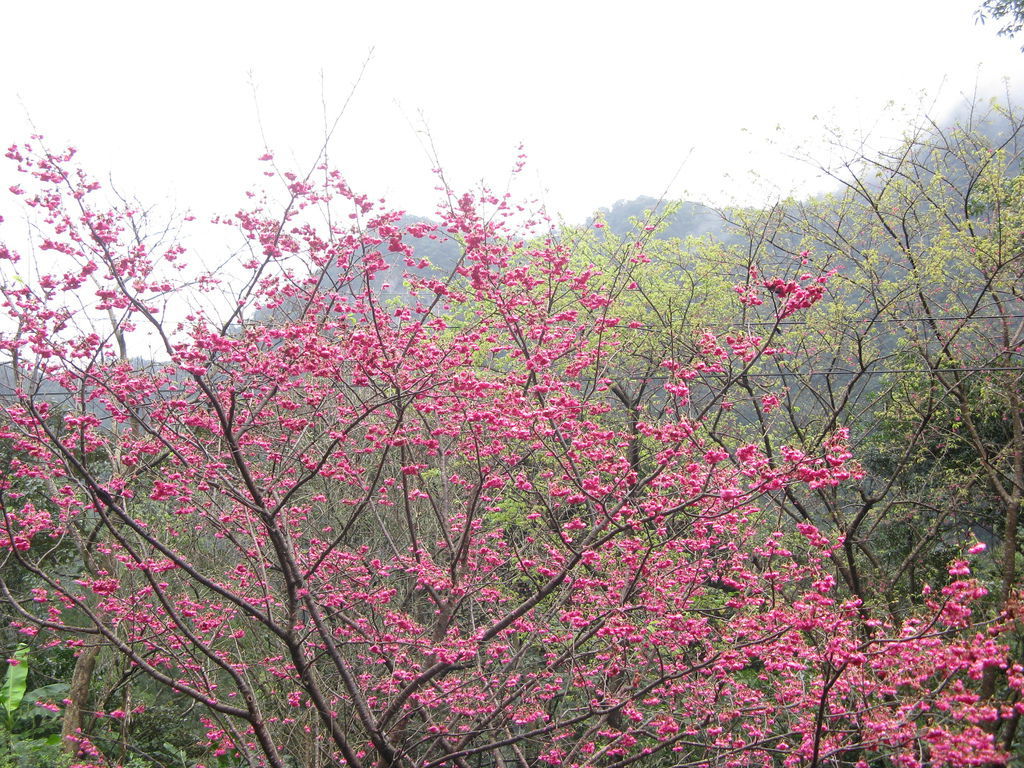 環山路上的櫻花