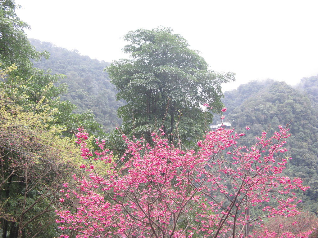 環山路上的櫻花