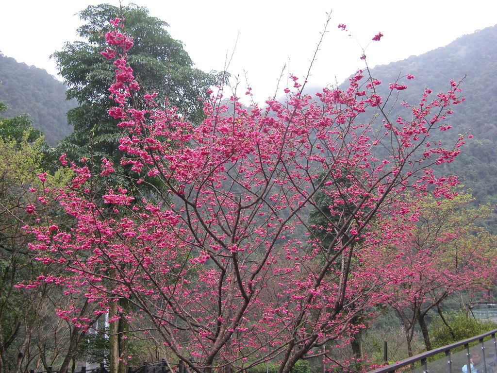 環山路上的櫻花