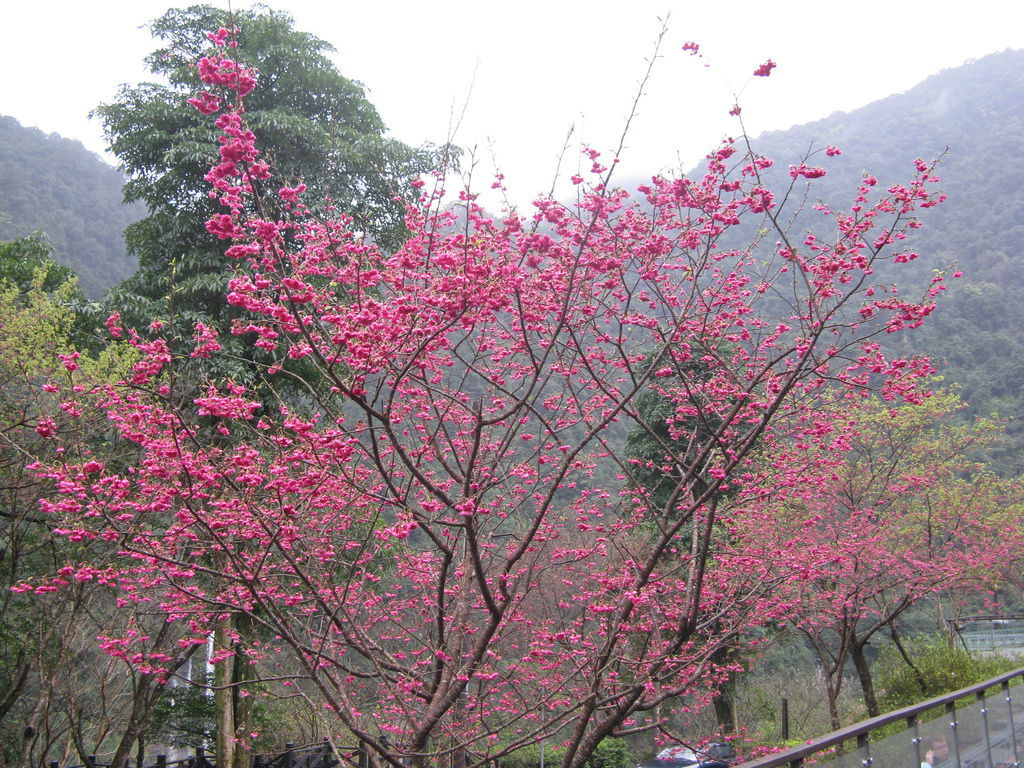 環山路上的櫻花