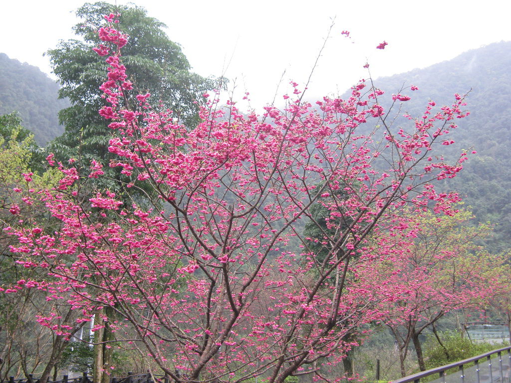 環山路上的櫻花