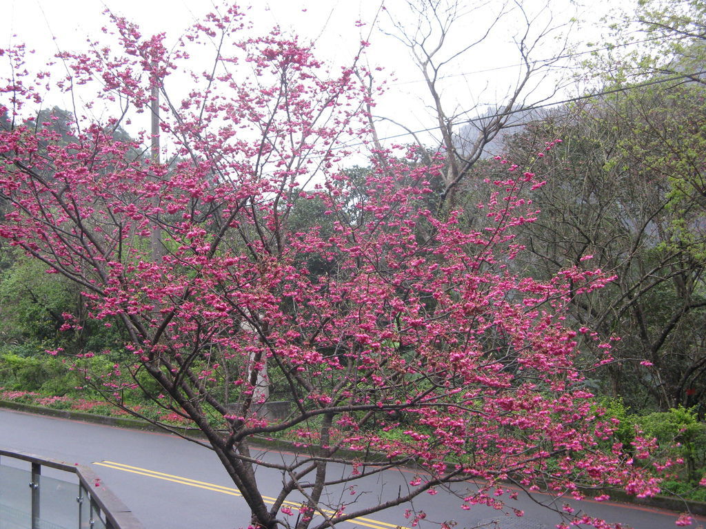 環山路上的櫻花