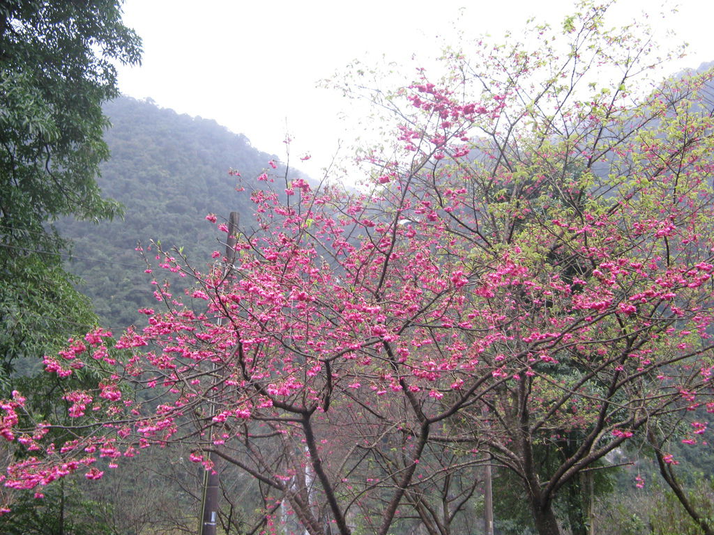 環山路上的櫻花