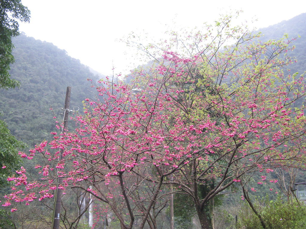 環山路上的櫻花