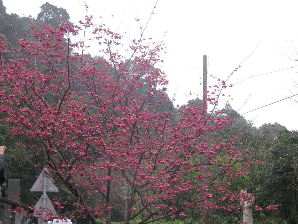 環山路上的櫻花