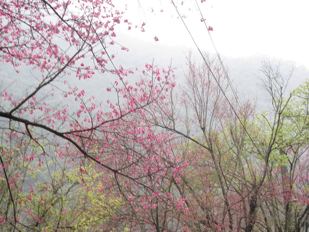 環山路上的櫻花