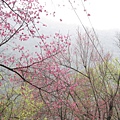 環山路上的櫻花