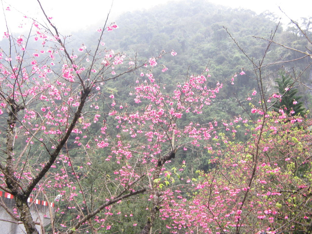 瀑布附近的櫻花