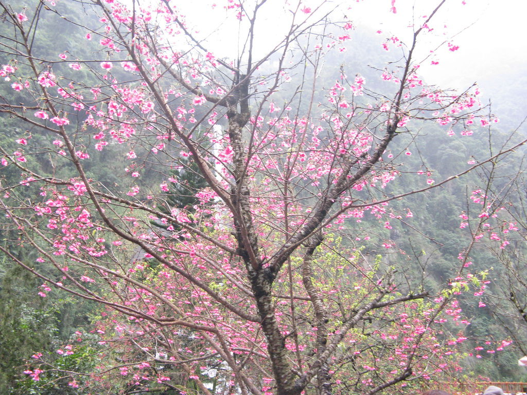 瀑布附近的櫻花