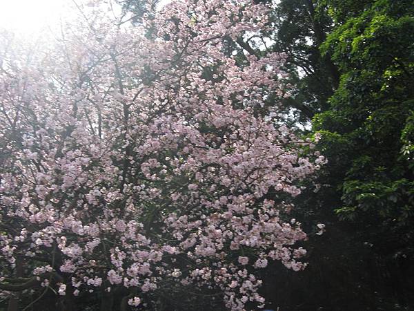 天元宮吉野櫻 4