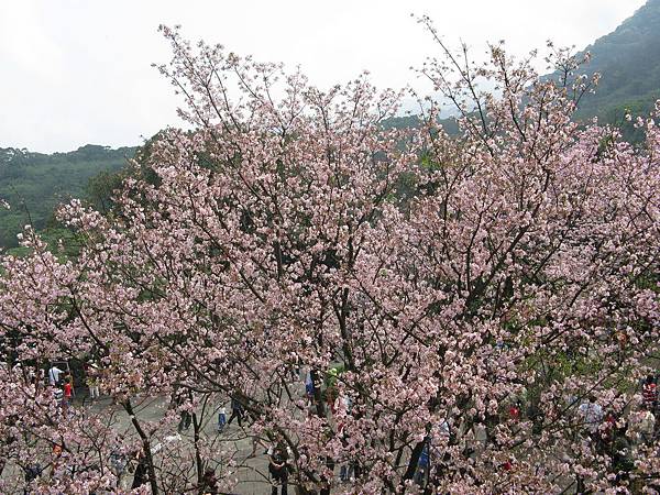 天元宮吉野櫻 108