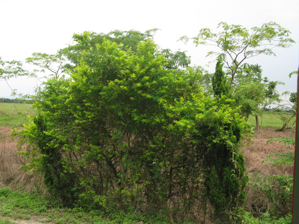 不知名植物