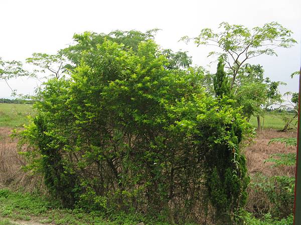 不知名植物