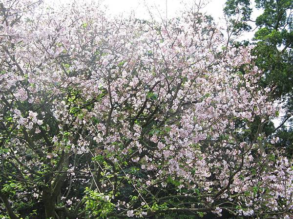 IMG_0797.JPG