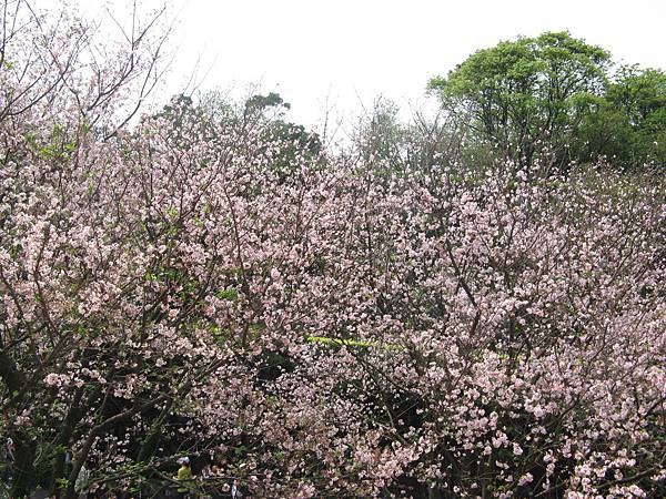 IMG_0835.JPG
