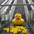 中央公園站瀑布造景的黃色小鴨