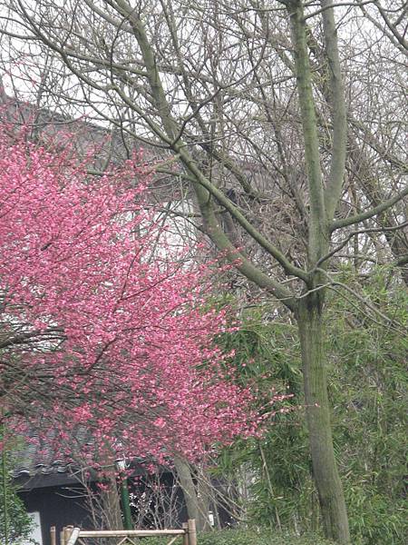 西溪國家濕地公園